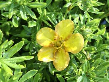 Fingerstrauch Bella Sol mit gelben bis orangen Blüten