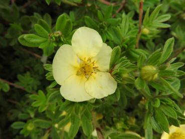 Fingerstrauch Primrose Beauty - Potentilla fruticosa Primrose Beauty