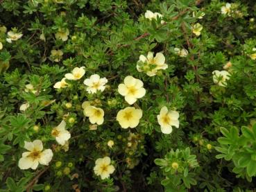 Potentilla fruticosa Primrose Beauty