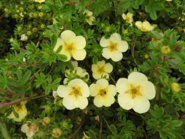 Potentilla fruticosa Primrose Beauty
