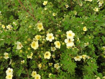 Potentilla fruticosa Primrose Beauty
