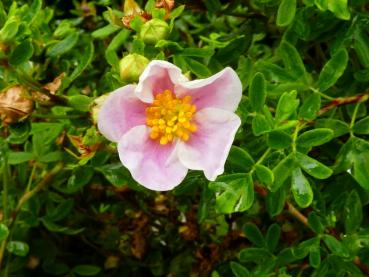 Fingerstrauch Princess - Potentilla fruticosa Princess