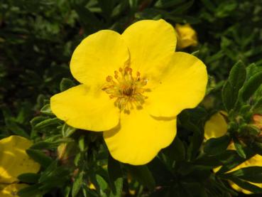 Potentilla fruticosa Sommerflor - Fingerstrauch Sommerflor