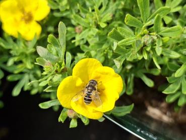 Schwebfliegen lieben die Blüten des Fingerstrauchs Bella Sol.