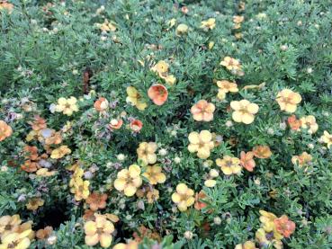 Orange-gelbe Blüten des Fingerstrauchs Bella Sol