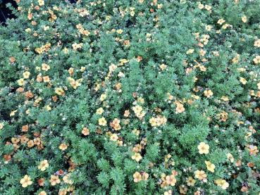 Oranges und gelbes Farbspiel beim Fingerstrauch Bella Sol