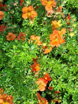 Preview: Gefingertes Laub und rot-orange Blüte von Potentilla fruticosa Bell Sol