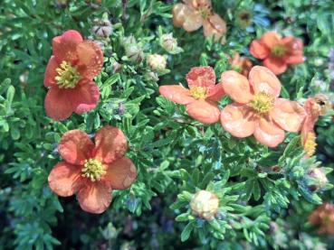 Fingerstrauch Bella Sol mit orangen Blüten