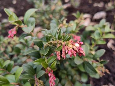 Rosa Knospen der Preiselbeere