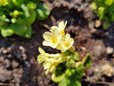 Wiesen-Schlüsselblume - gelbblühende Staude