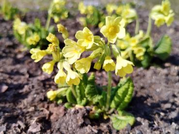 Einheimische Staude Wiesen-Schlüsselblume