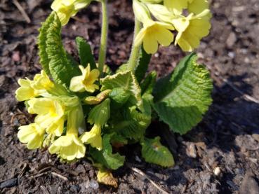 Wiesen-Schlüsselblume - eiförmige, runzlige Blätter