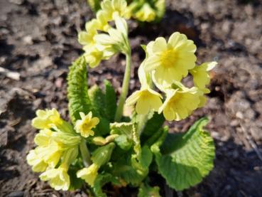 Hohe Schlüsselblume - eine der ersten, einheimischen Frühlingsboten