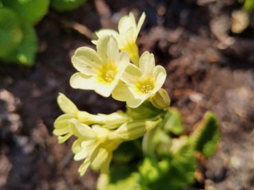 Hellgelbe Blüten der Wiesen-Schlüsselblume