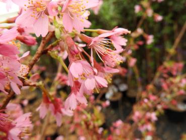Rosa Blüten der Zierkirsche Okame