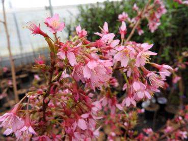 Rosa Blütenpracht im März - Zierkirsche Okame