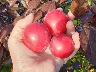 Die knallroten Früchte der Prunus cerasifera Hollywood