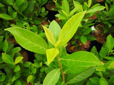 Lagerhägg Goris Gold - Prunus laurocerasus Goris Gold