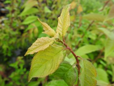 Japanische Zieraprikose Omoi-no-mama - Prunus mume Omoi-no-mama