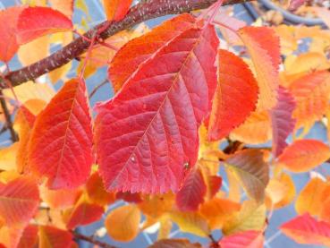Wunderschöne Herbstblätter der Prunus schmittii