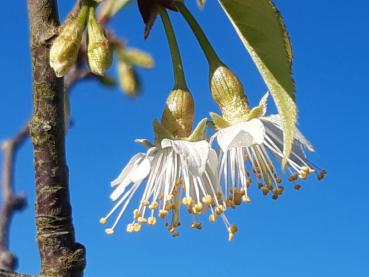 Prunus serrula