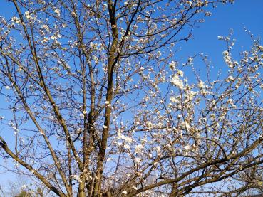 Prunus cerasifera