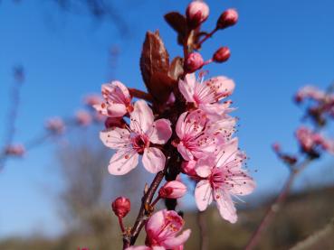 Blutpflaume mit hübschen rosa Blüten