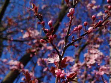 Blutpflaume im Frühling