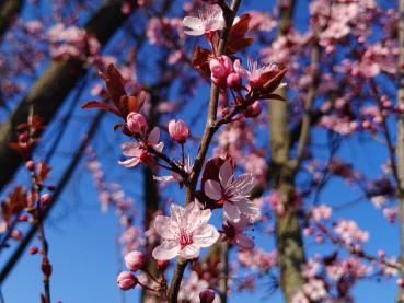 Blutpflaume - Blüte im Frühjahr