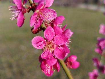 Prunus mume Beni Shi Don - Japanische Zieraprikose Beni Shi Don