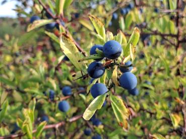 Die Schlehe mit blauen Früchten im Oktober