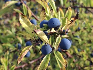 Blaue Früchte und gelbes Herbstlaub der Schlehe