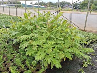 Chinesische Flügelnuss - Pterocarya stenoptera