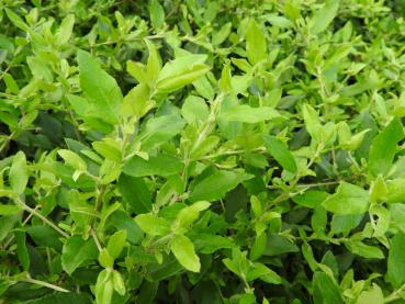 Eldtorn Anatolia, Pyracantha Anatolia,