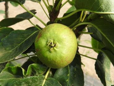 Preview: Pyrus communis Le Nain Vert, Päron Le Nain Vert, dvärgpäron, dvärg-päron