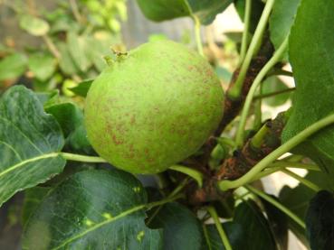 Preview: Pyrus communis Le Nain Vert, Päron Le Nain Vert, dvärgpäron, dvärg-päron