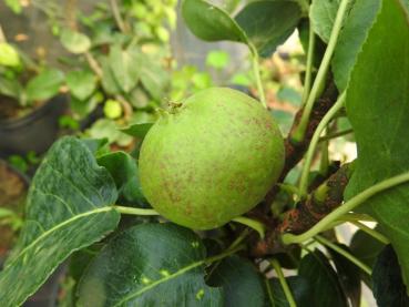 Preview: Pyrus communis Le Nain Vert, Päron Le Nain Vert, dvärgpäron, dvärg-päron