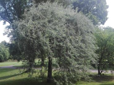 Hochstamm der Weidenblättrigen Birne