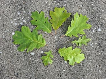 Quercus coccinea Sämlinge haben häufig sehr unterschiedliches Laub
