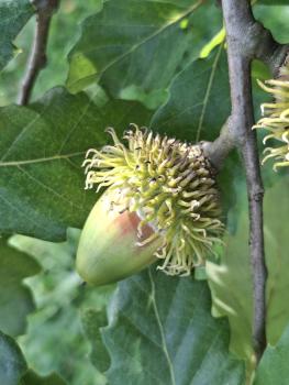 Quercus hispanica Bloemendale