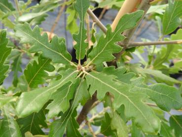 Quercus hispanica Diversifolia - Hybridkorkek Diversifolia