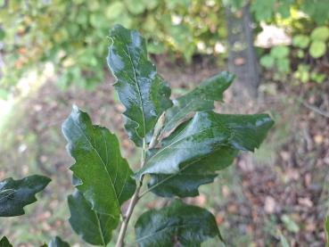 Quercus hispanica Wageningen - Spanische Eiche Wageningen