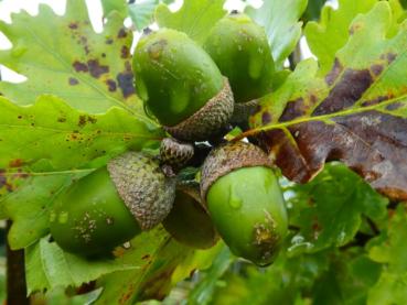 Großaufnahme der Eicheln von Quercus pubescens
