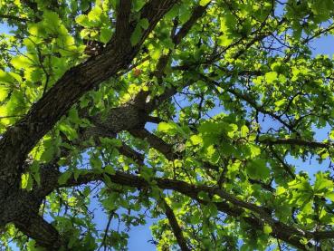 Kejsarek, Quercus dentata