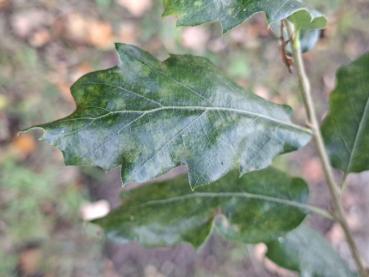 Blatt der Spanische Eiche Wageningen