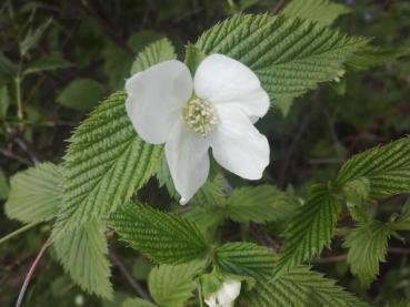 Rhodotypos scandens