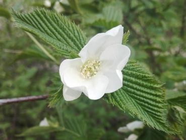 Rhodotypos scandens