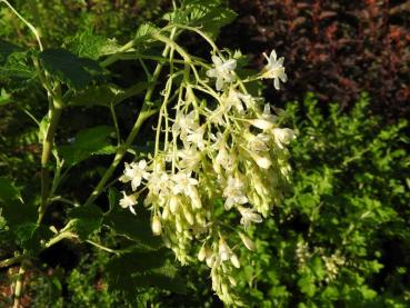 Ribes sanguineum Tydemann´s White
