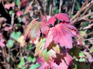 Bunte Herbstfärbung der Goldjohannisbeere