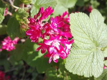 Rosarote Blüten der Blutjohannisbeere